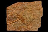 Silurian Fossil Crinoid (Scyphocrinites) Plate - Morocco #118542-1